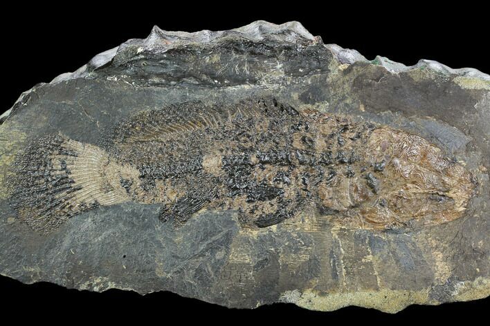 Eocene Fossil Fish (Cyclurus) - Messel Shale, Germany #128779